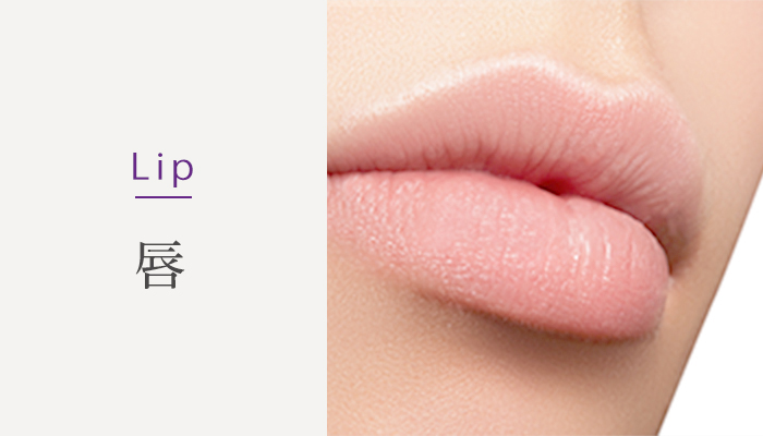 Lip 唇