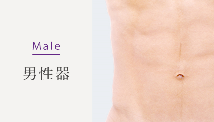Male 男性器