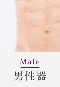 Male 男性器